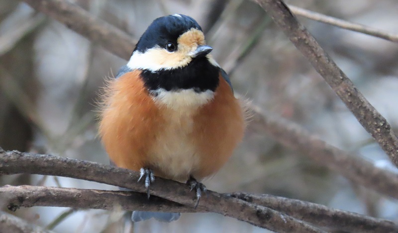 Varied Tit. Photo © Gina Nichol