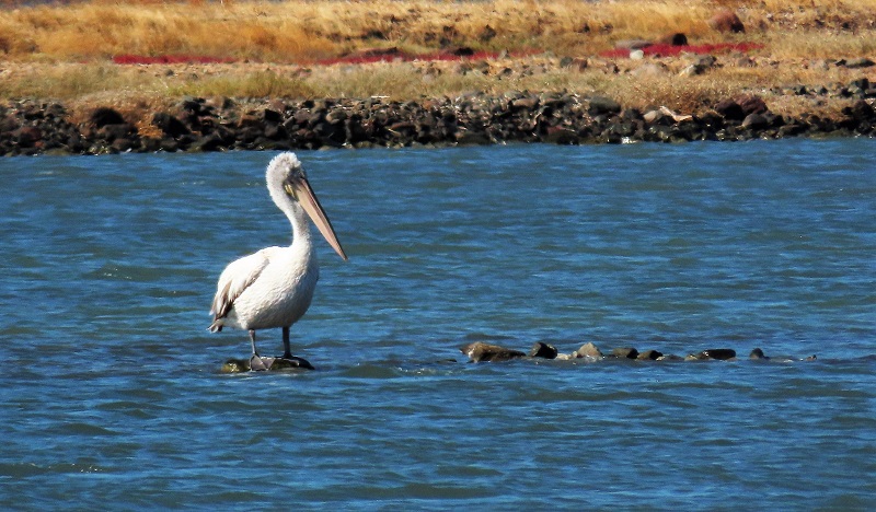 Dalmatian Pelican, Lesvos, Greece. Photo © Gina Nichol. 