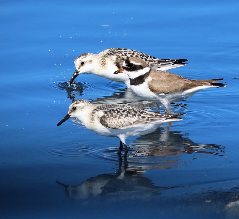 Sanderlings and Ringed Plover at Donana, Spain. Photo © Gina Nichol.