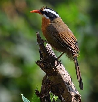 Coral-billed Scimitar Babbler