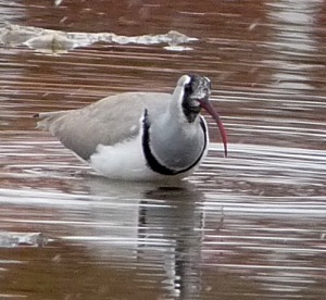 Ibisbill by Gina Nichol