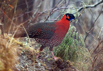 Satyr Tragopan