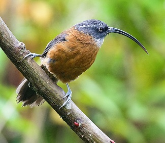 Slender-billed Scimitar-babbler