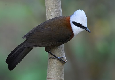 White-crested Laughingthrush