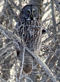 Great Gray Owl, Minnesota by Gina Nichol.