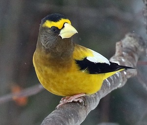 Evening Grosbeak by Steve Bird. 