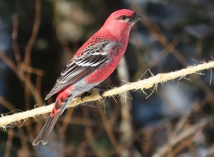 Pine Grosebeak by Gina Nichol.