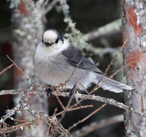 Canada Jay