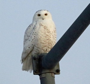 Snowy Owl