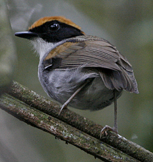 Black-cheeked Gnateater by Steve Bird.