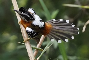 Bertoni’s Antbird by Eduardo Patrial