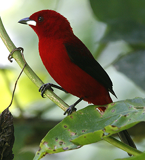 Brazilian Tanager by Steve Bird.