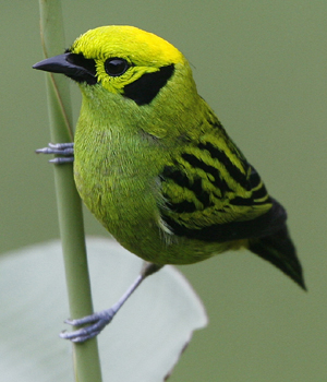 Emerald Tanager. Photo by Steve Bird.