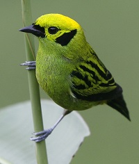 Emerald Tanager by Steve Bird.