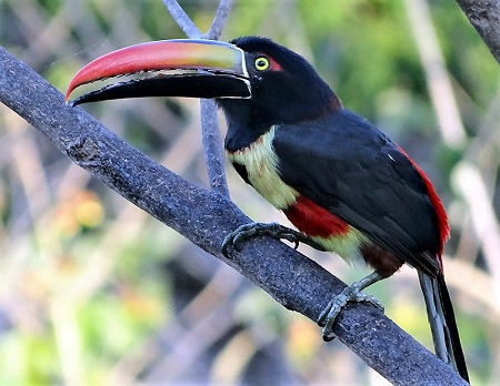 Fiery-billed Aracari (Photo: Gina Nichol) 