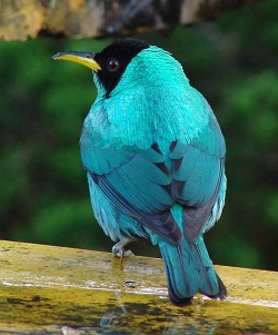 Green Honeycreeper