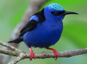 Red-legged Honeycreeper by Gina Nichol.