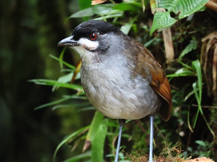 Jocotoco Antpitta by Gina Nichol.