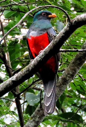 Ecuadorian Trogon by Gina Nichol. 