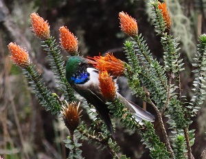 Blue-throated Hillstar by Gina Nichol. 