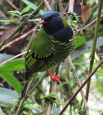 Barred Fruiteater by Gina Nichol.