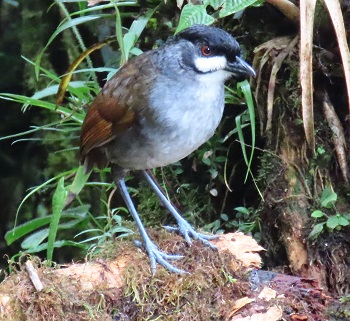 Jocotoco Antpitta by Gina Nichol