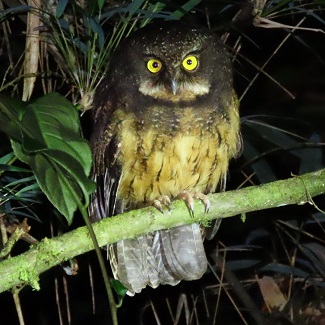 White-throated Screech Owl by Gina Nichol.