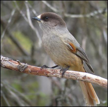 Siberian Jay by Gina Nichol