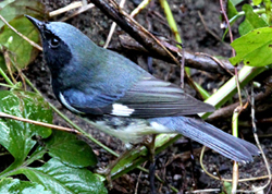 Black-throated Blue Warbler by Gina Nichol