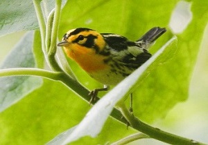 Blackburnian Warbler by Steve Bird.