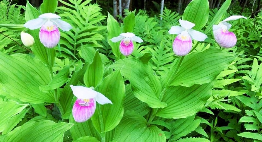 Showy Lady's Slipper by Matthew Young