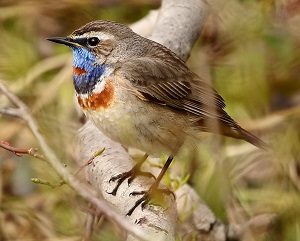 Bluethroat by Steve Bird.