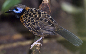 Ocellated Antbird