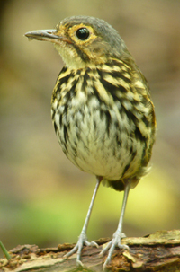 Spectacled Antpitta