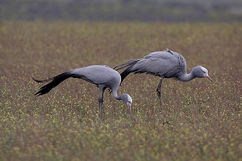 Blue Cranes by Steve Hinton