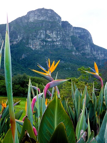 Kirstenbosch Garden scene