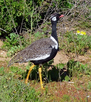 Southern Black Korhaan by Gina Nichol