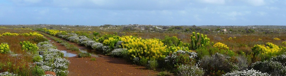 Fynbos habitat by Gina Nichol.