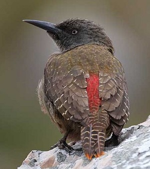 Ground Woodpecker by Steve Hinton.