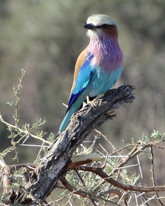 Lilac-breasted Roller by Harry Bird.