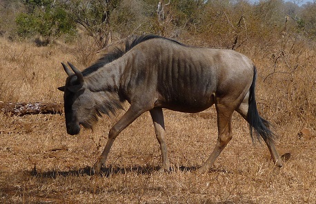 Blue Wildebeest by Gina Nichol