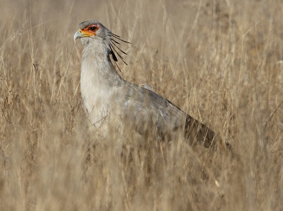 Secretary Bird by Steve Bird.