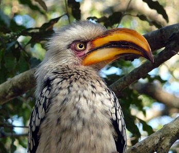 Yellow-billed Hornbill by Gina Nichol