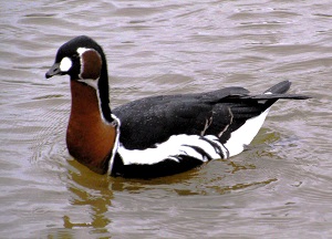 Red-breasted Goose by Gina Nichol.