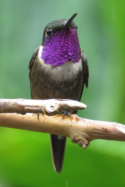 Purple-throated Woodstar