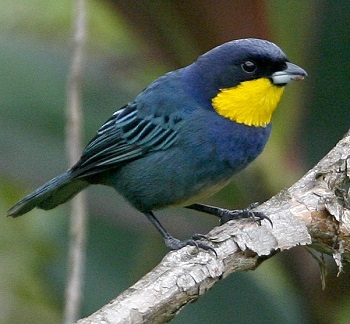 Purplish-mantled Tanager