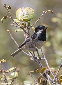 Cyprus Coal Tit