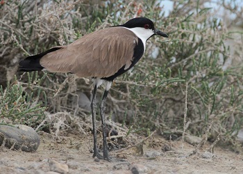 Spur-winged Plover