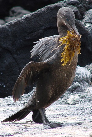 Flightless Cormorant by Gina Nichol.