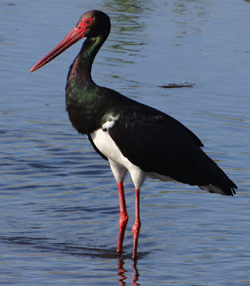 Black Stork. Photo by Gina Nichol. 